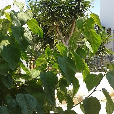 Πανσιόν Pantazis Αίγινα